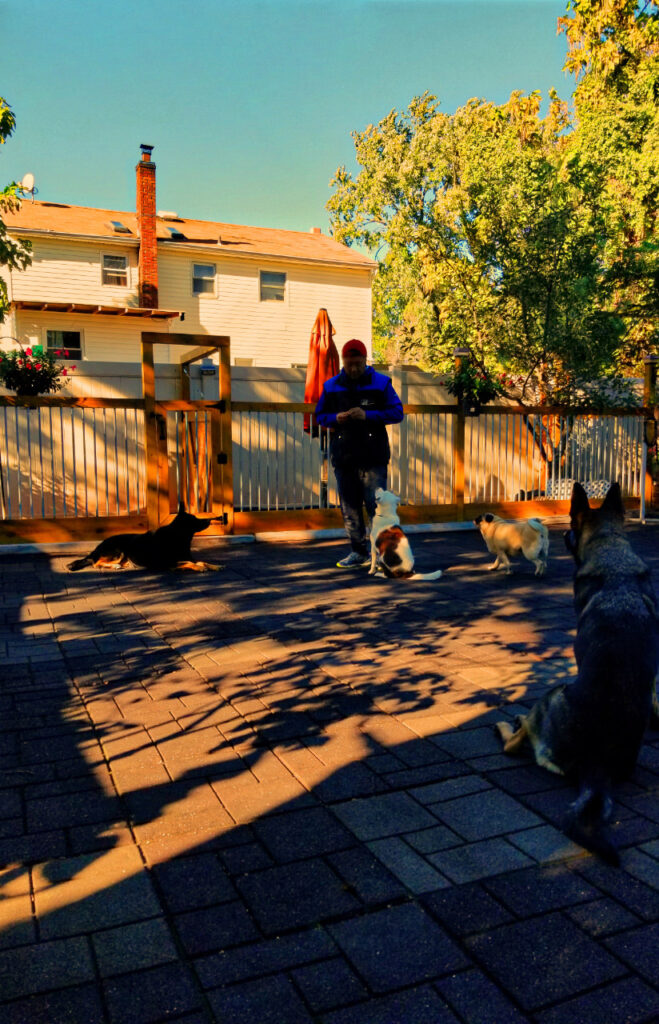 Steve Hong conducts an outdoor training session during a golden sunset, with one mixed-breed dog sitting obediently in front of him. Three other dogs are strategically positioned around, serving as controlled distractions. The setting is a residential backyard, featuring brick, with shadows of trees cast across the scene, signifying the late hour.