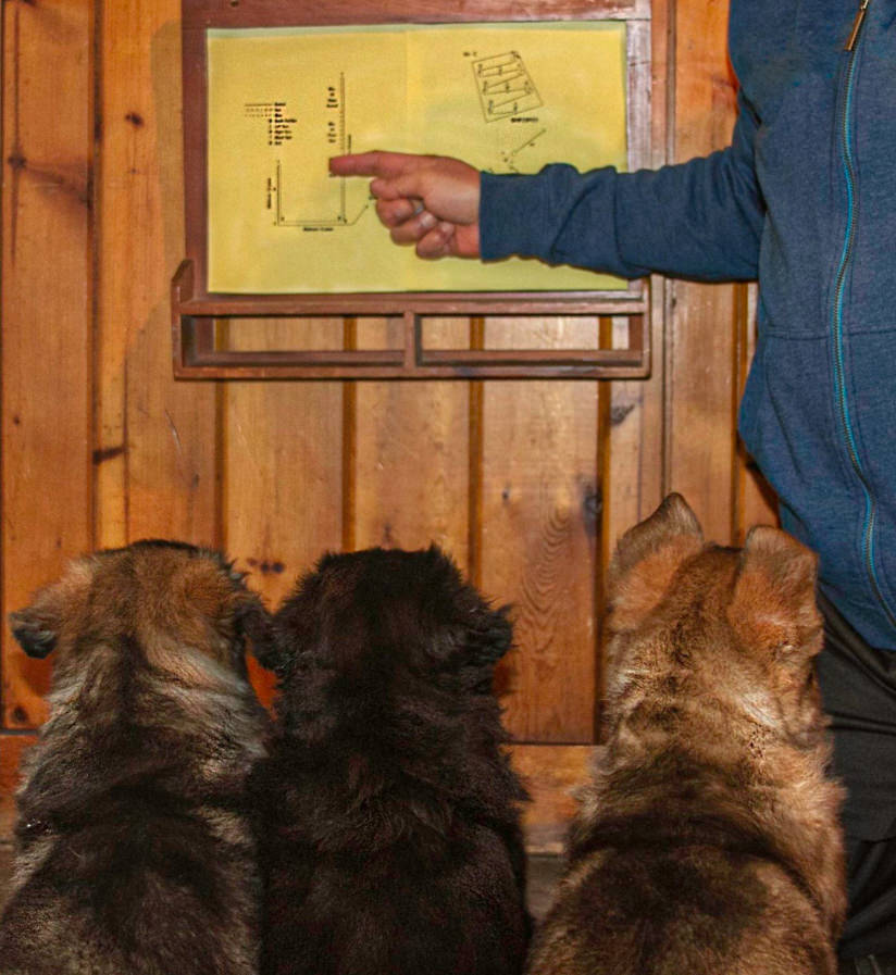Ki Hong is instructing with a chart, with three German Shepherds looking on intently, demonstrating the level of concentration and discipline achievable in young dogs through training.