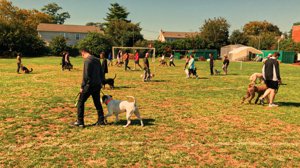 Dog owners and a variety of breeds engage in a comprehensive obedience drill, demonstrating social interaction and behavior control in an outdoor setting.