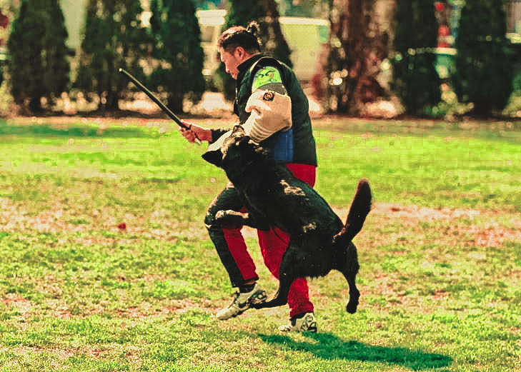Steve Hong, dressed in a protective helper's vest and red athletic pants, is engaged in Schutzhund (IPO/IGP) training on a sunlit field. He's working with a focused black dog in mid-leap, biting a padded training stick, demonstrating the intensity and discipline of the sport.
