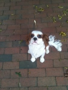 Buddy, a charming Cavalier King Charles Spaniel, sits patiently on a red brick path, looking up with his expressive dark eyes.