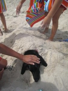 Espresso, a black mixed-breed dog, playfully buried in sand on a beach, surrounded by the hands of family members.