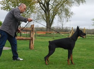 An alert Doberman Pinscher stands in a show stack position on a grassy field, with a handler holding the leash, presenting the dog's athletic build