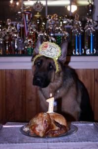 Lincoln, a German Shepherd, sits attentively at his first birthday celebration, complete with a festive hat and a candlelit chicken feast, against a backdrop of gleaming trophies.