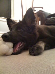 Lucy, a playful black Shiloh Shepherd puppy, relaxes on a carpeted floor while contentedly chewing on a bone toy.