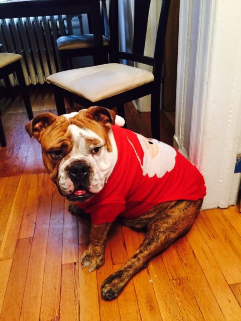 Vinnie the English Bulldog gives a curious glance while sitting in a cozy red holiday sweater, adding a touch of festive spirit to the room.
